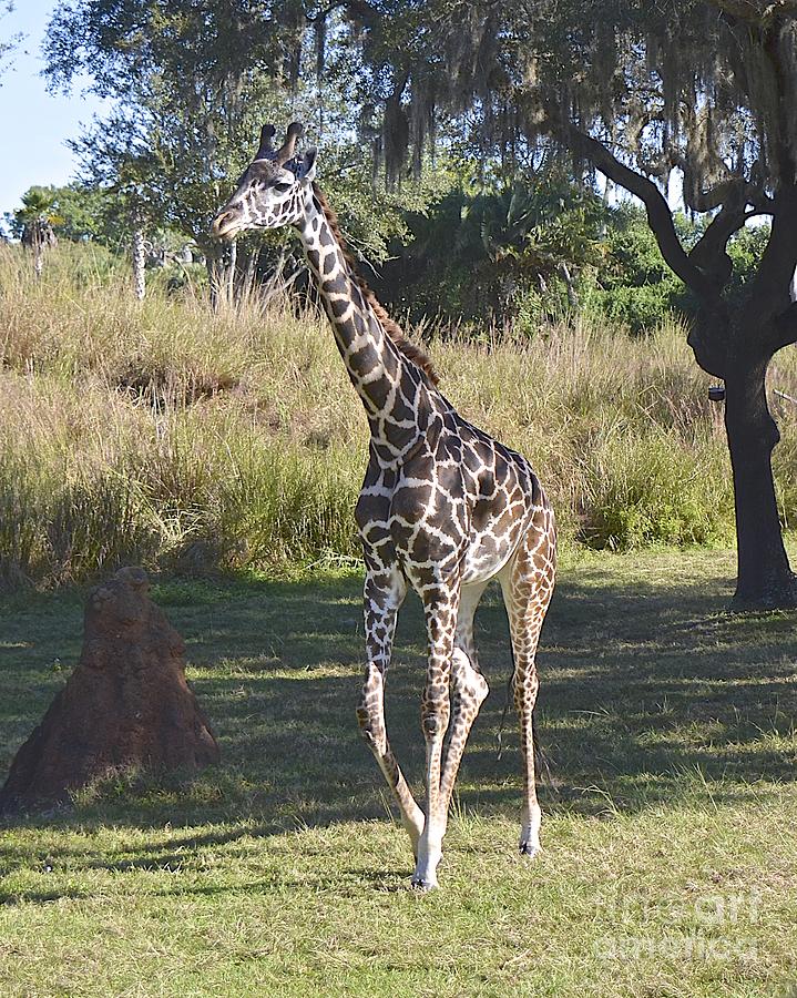 Reticulated Giraffe Photograph by Carol  Bradley
