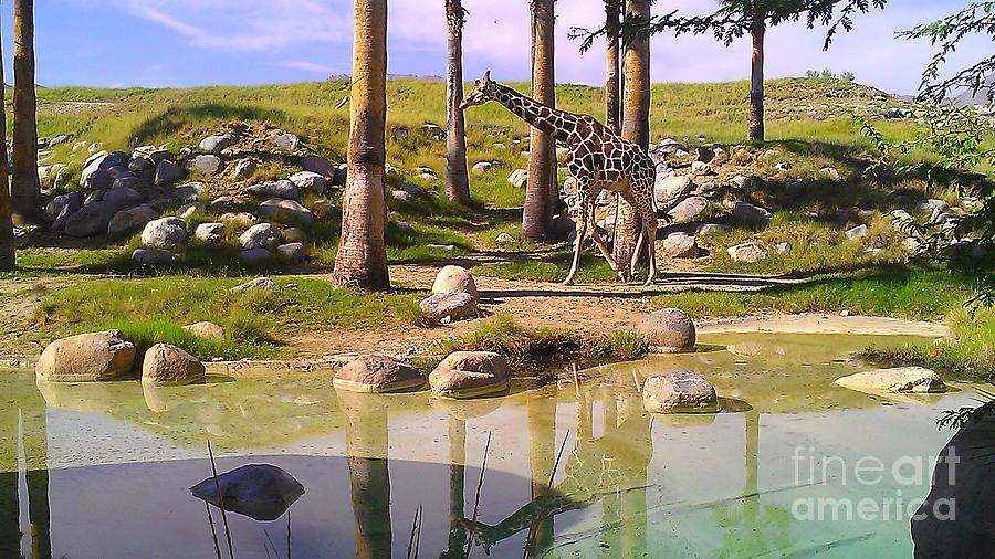 Reticulated Giraffe Photograph by Chris Tarpening