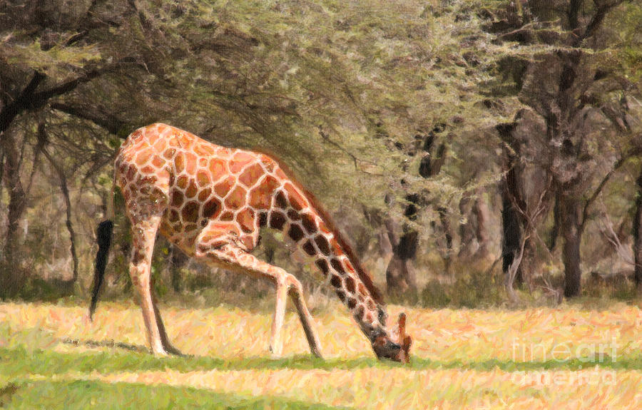 Reticulated Giraffe drinking at waterhole Kenya Digital Art by Liz Leyden