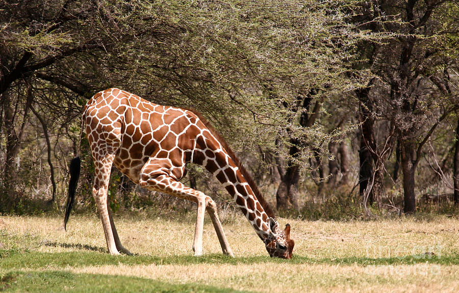 Reticulated Giraffe drinking  Kenya Photograph by Liz Leyden