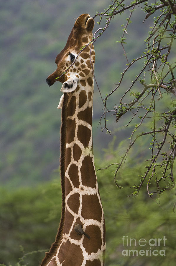 Giraffe Photograph - Reticulated Giraffe Eating From Acacia by John Shaw
