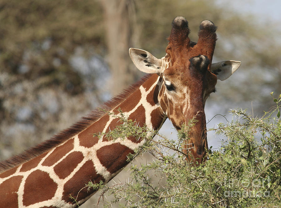 Nature Photograph - Reticulated Giraffe feeding on acacia by Liz Leyden