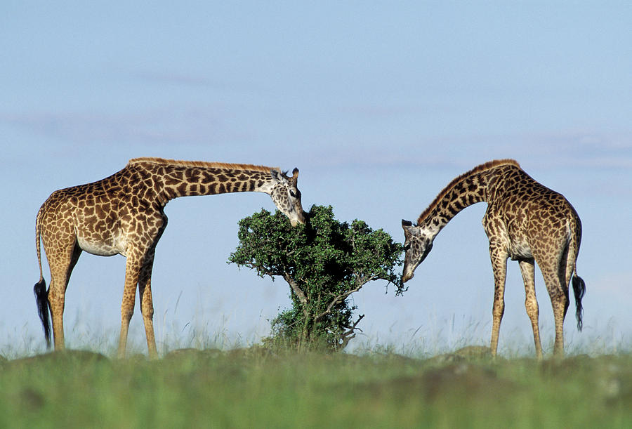 Reticulated Giraffe Grazing On Small Photograph by Jean-Michel Labat