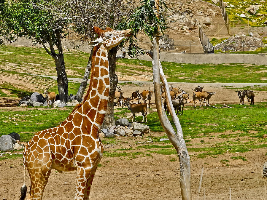 Reticulated Giraffe in San Diego Zoo Safari Park in Escondido-California Photograph by Ruth Hager