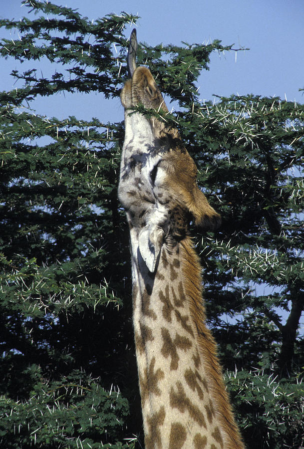Reticulated Giraffe Photograph by Jean-Michel Labat