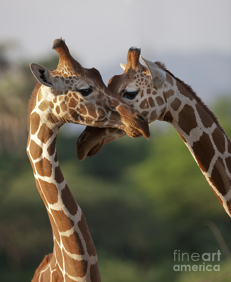 Reticulated Giraffe Photograph by John Shaw