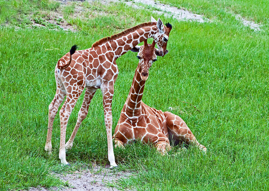 Reticulated Giraffe Juvenile & Calf Photograph by Millard H. Sharp ...