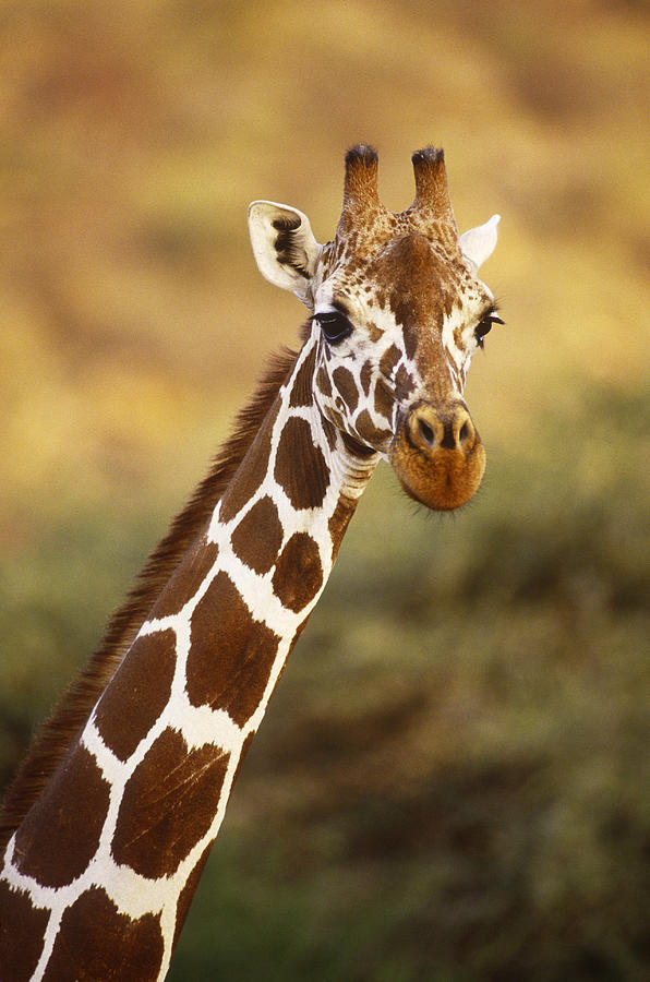 Reticulated Giraffe Photograph by Kenneth Murray