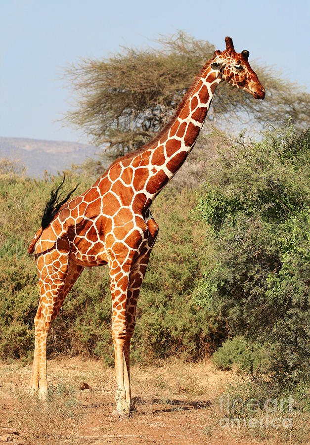 Reticulated Giraffe Photograph by Liz Leyden