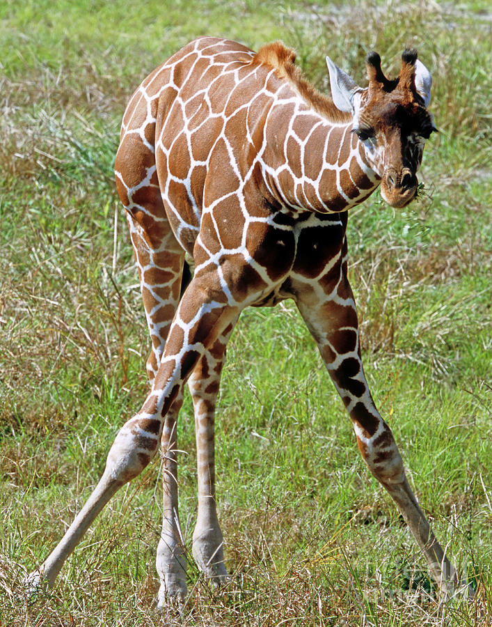 Wildlife Photograph - Reticulated Giraffe by Millard H. Sharp