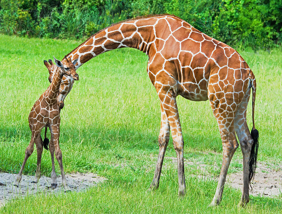 Reticulated Giraffe Mother And Calf Photograph by Millard H. Sharp