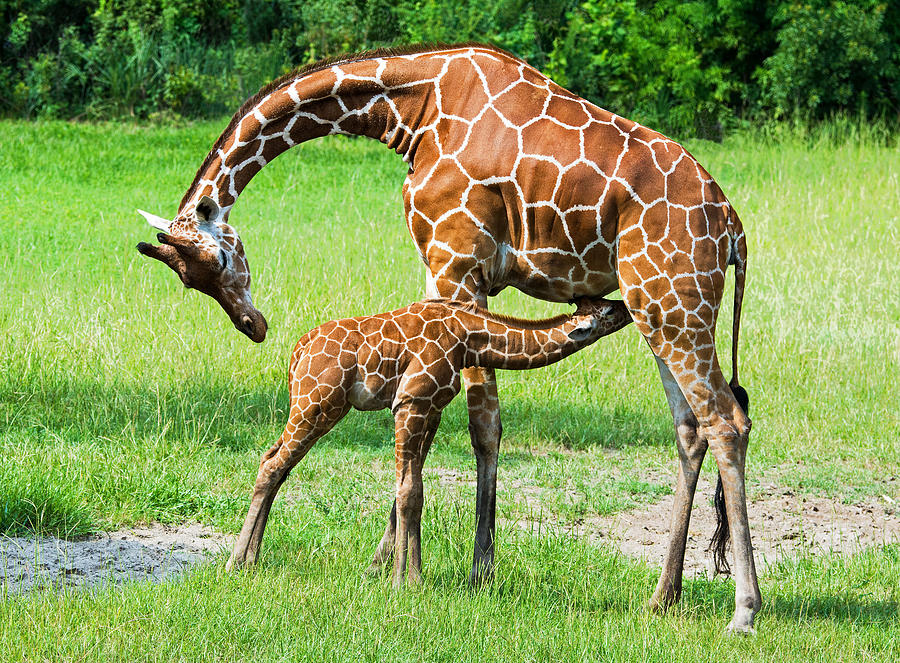 Reticulated Giraffe Mother Nursing Baby Photograph by Millard H. Sharp