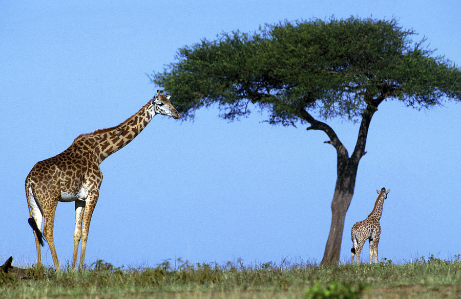 Reticulated Giraffe, One Grazing On Tree Photograph by Jean-Michel Labat