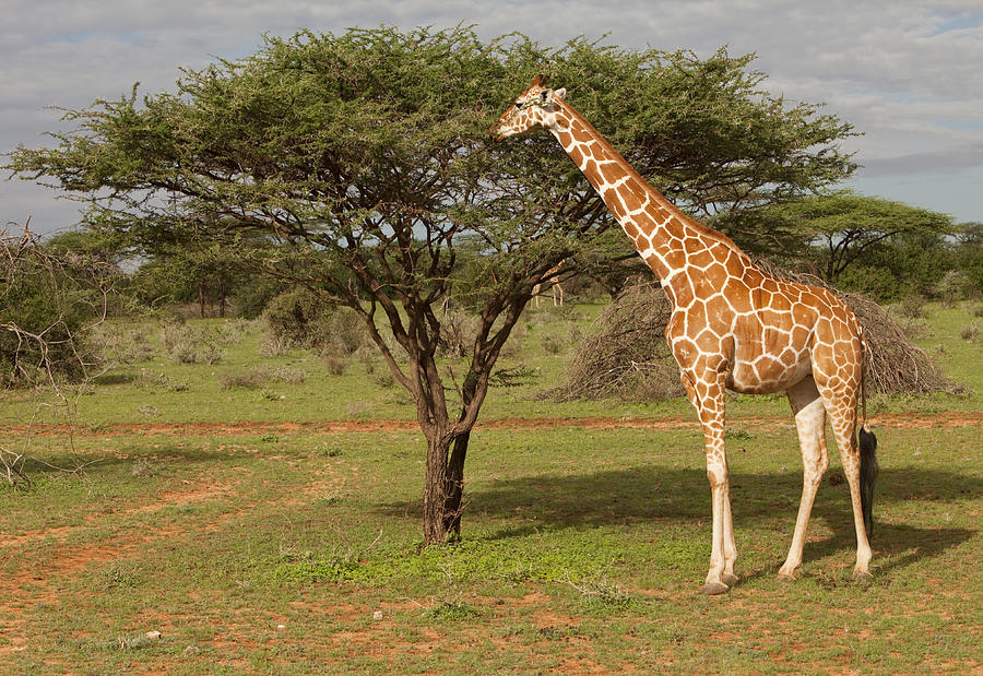 Reticulated giraffe Samburu National Park Kenya, East Africa Photograph by Brittak