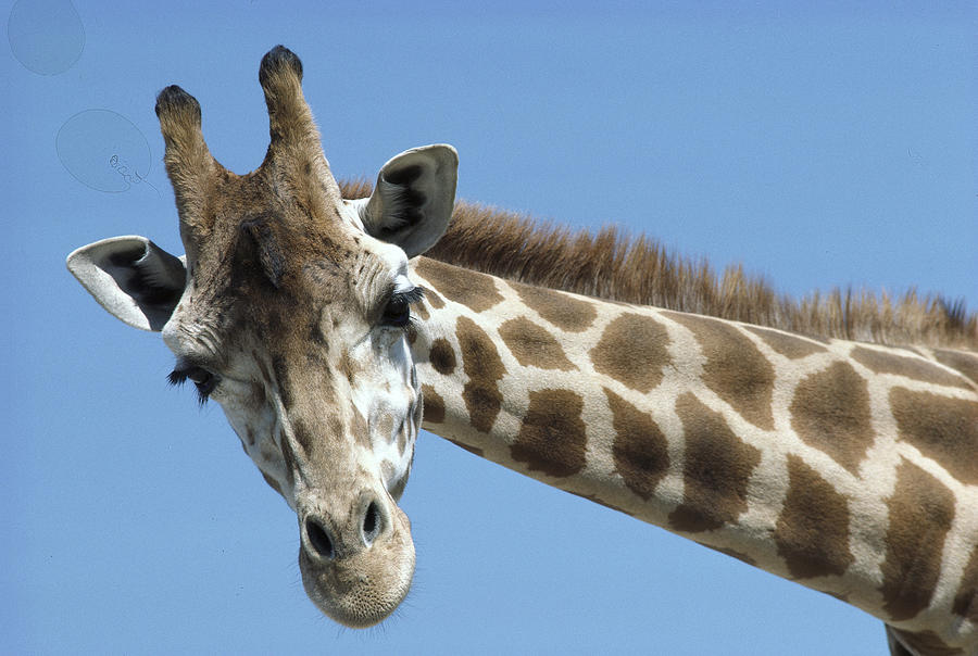 Reticulated Giraffe  Photograph by San Diego Zoo