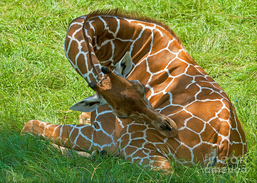 Reticulated Giraffe Sleeping Photograph by Millard H. Sharp