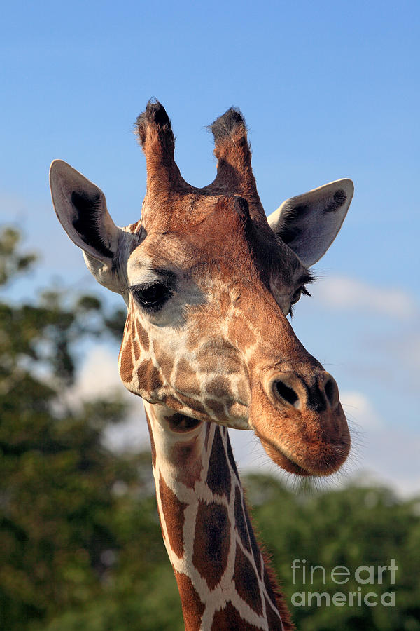 Reticulated Giraffe Photograph by Sohns/Okapia