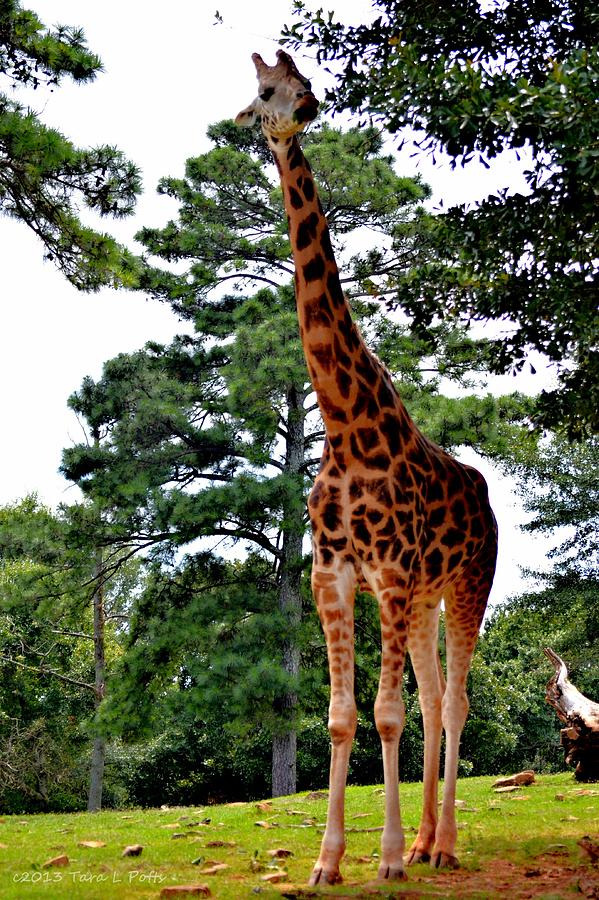 Reticulated Giraffe Photograph by Tara Potts