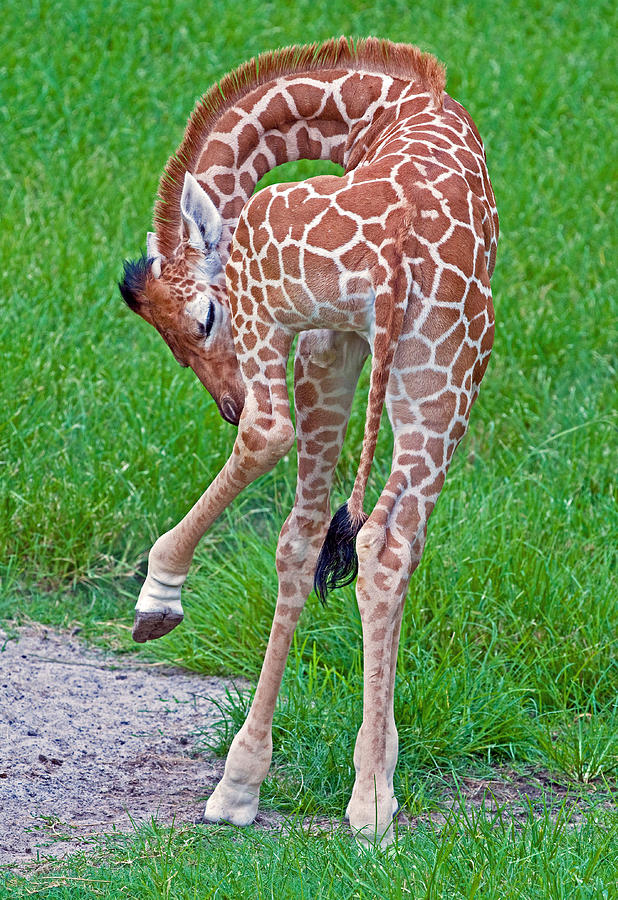 Reticulated Giraffe, Ten-day-old Calf Photograph by Millard H. Sharp