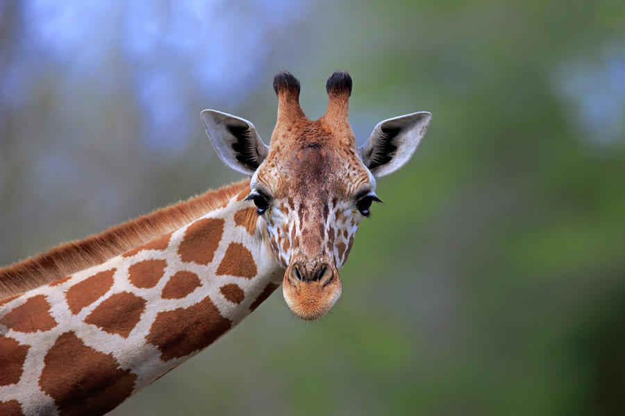 Reticulated Giraffe Photograph by Tier Und Naturfotografie J Und C Sohns