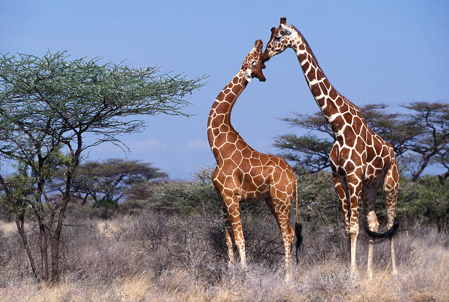 Reticulated Giraffe - Two Adults Photograph by Jean-Michel Labat
