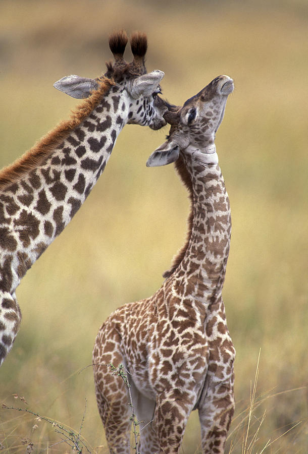 Giraffe Photograph - Reticulated Giraffes Grooming by Jean-Michel Labat