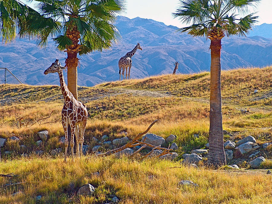 Reticulated Giraffes in Living Desert in Palm Desert-California Photograph by Ruth Hager