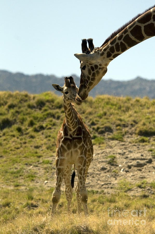 Reticulated Giraffes Photograph by Mark Newman