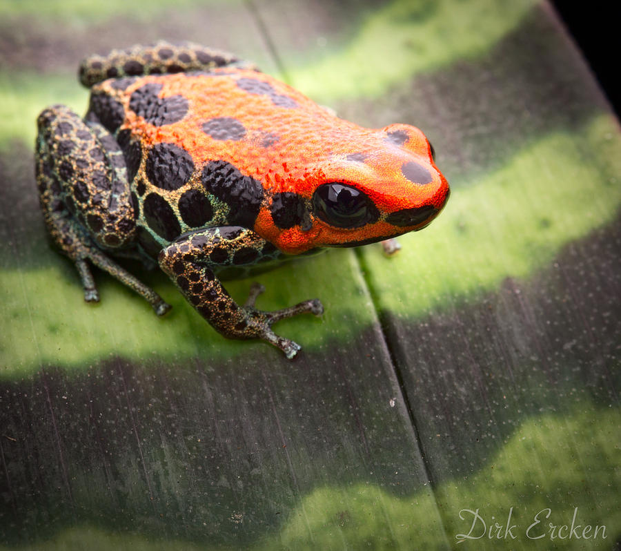 Jungle Photograph - Reticulated Poison Dart Frog by Dirk Ercken