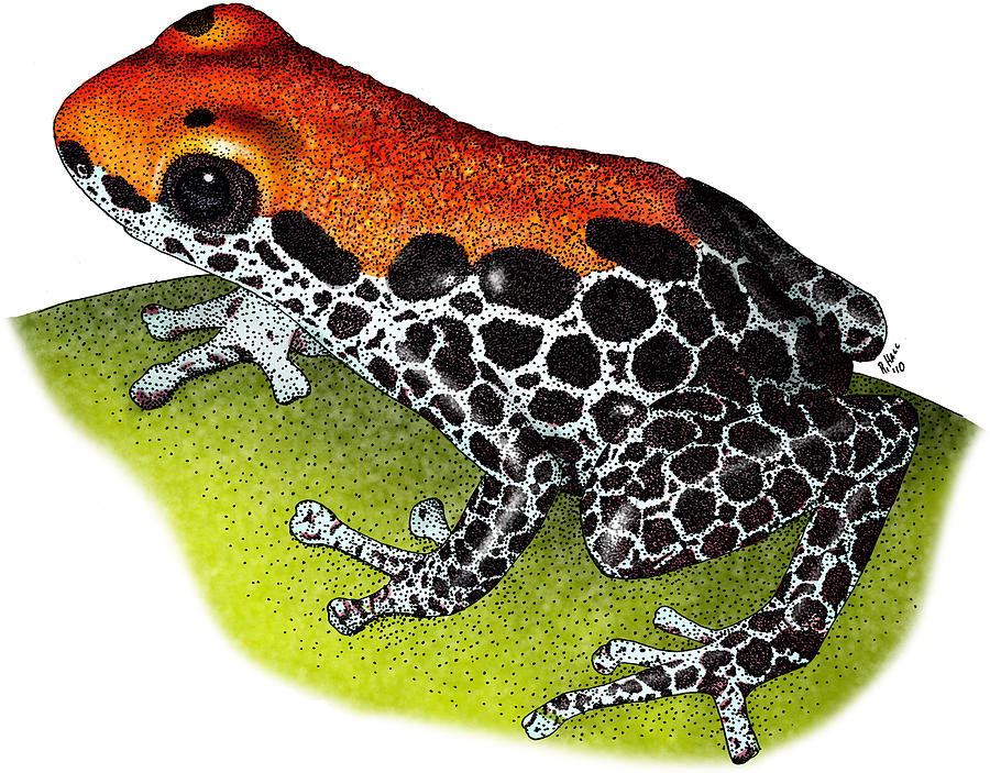 Reticulated Poison Dart Frog Photograph by Roger Hall