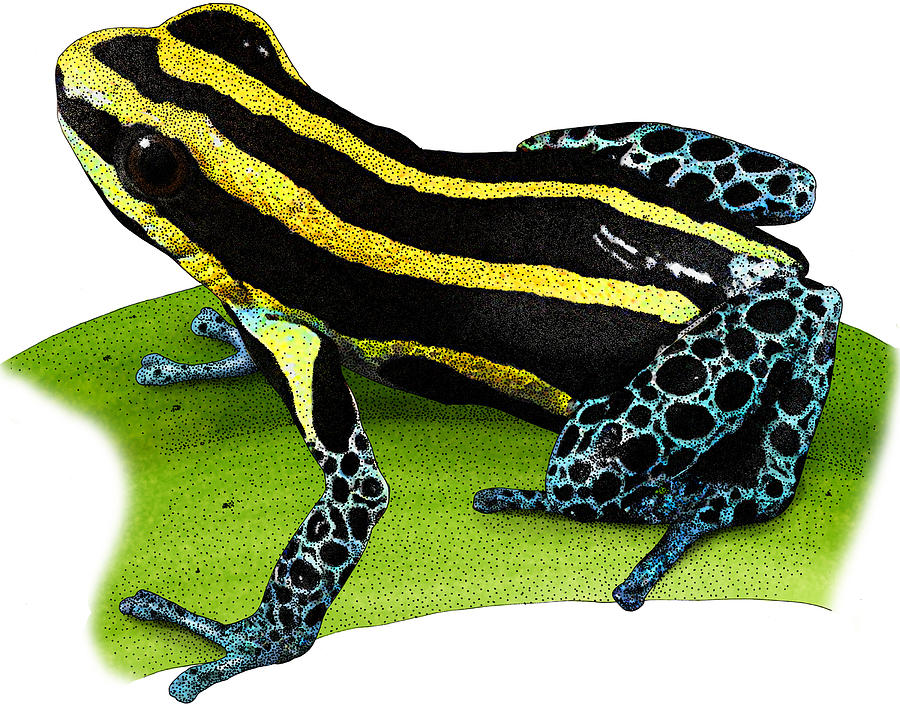 Reticulated Poison Frog, Illustration Photograph by Roger Hall