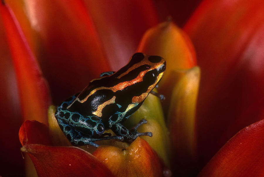 Reticulated Poison Frog Photograph by Steve Cooper