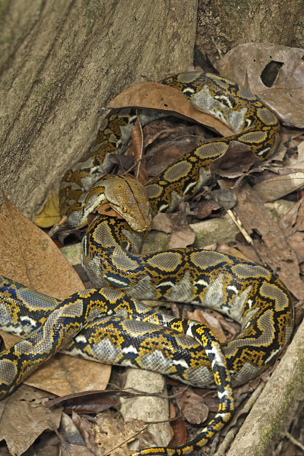Reticulated Python Photograph by Chris Mattison/FLPA