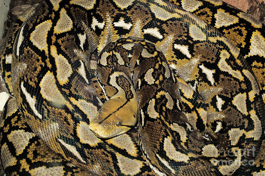 Reticulated Python Photograph by Natures Images
