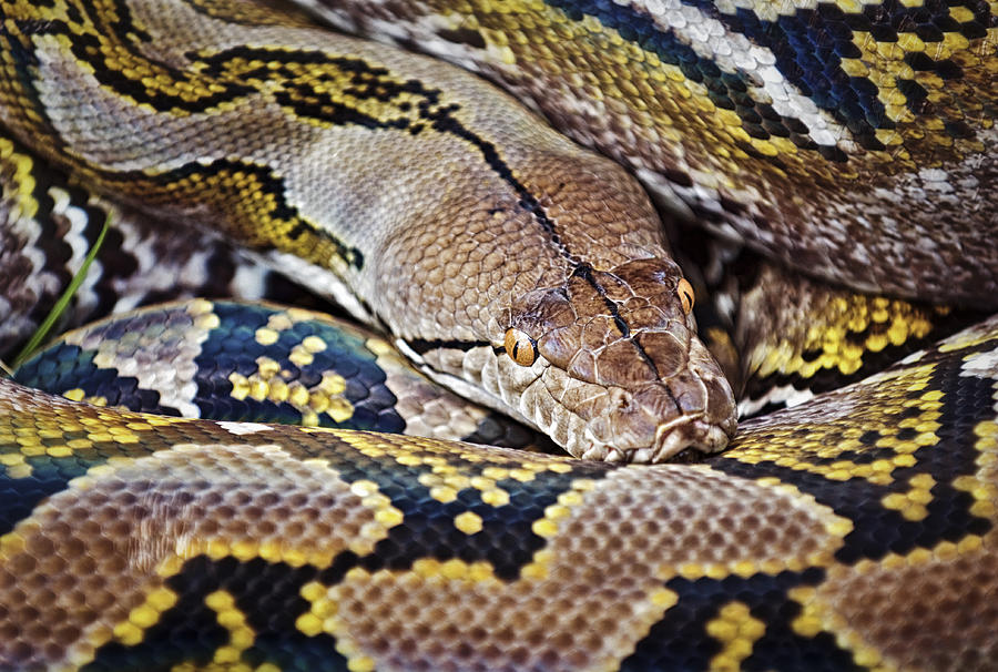 Reticulated Python Photograph by Patrick Lynch - Fine Art America