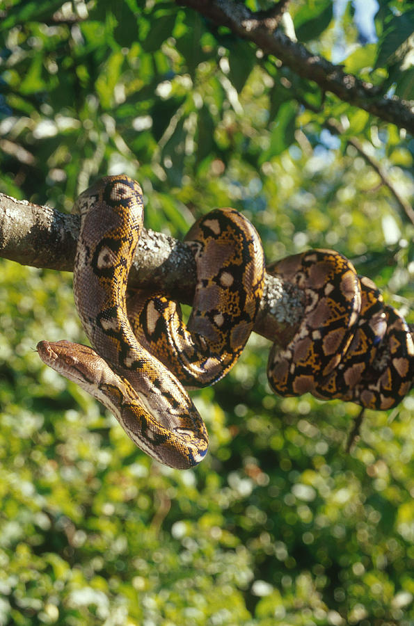 Reticulated Python Photograph by Steve Cooper