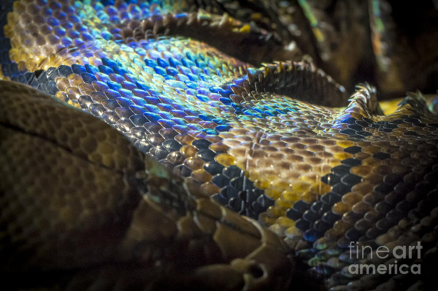 Python Photograph - Reticulated Python With Rainbow Scales 2 by Clare Bambers