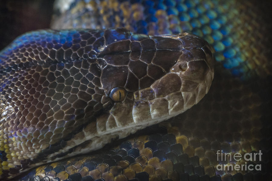 Reticulated Python with Rainbow Scales Photograph by Clare Bambers