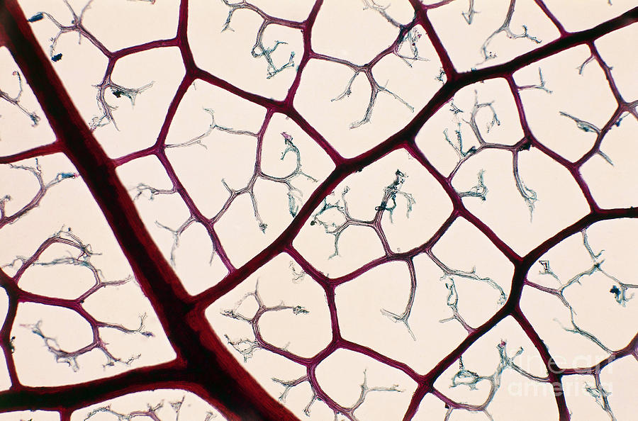 Reticulation Of Leaf Veins Lm Photograph by De Agostini Picture Library