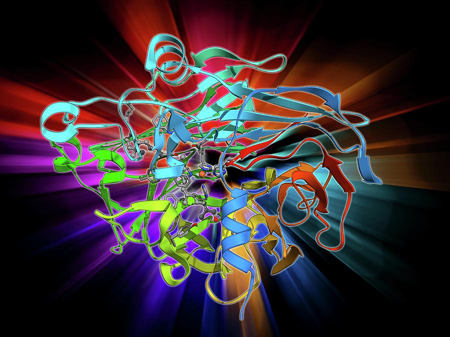 Retinal-producing Oxygenase Enzyme Photograph by Laguna Design