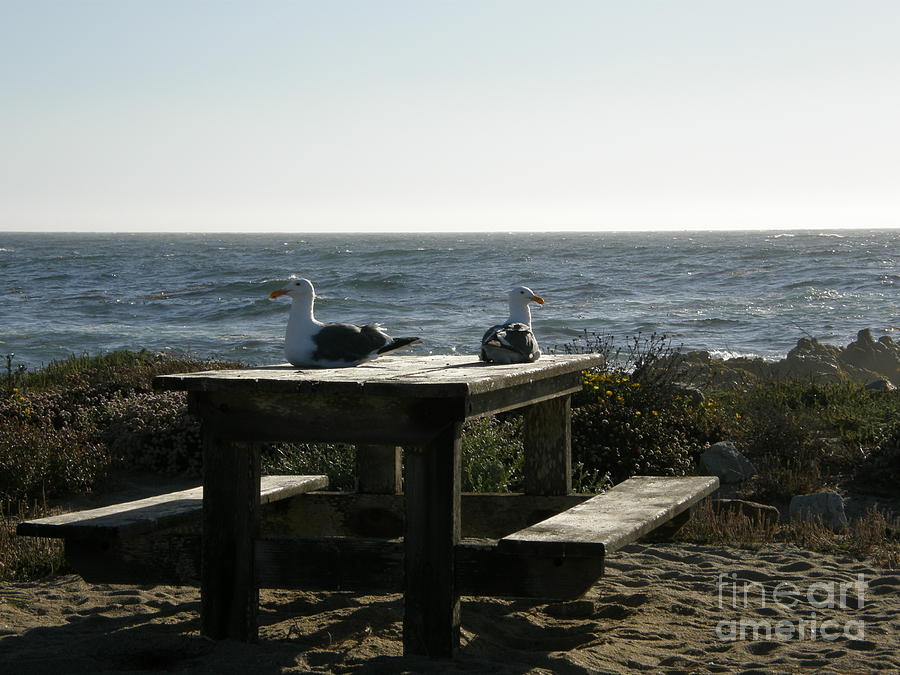 Retirement Couple Picnic At The Beach Photograph