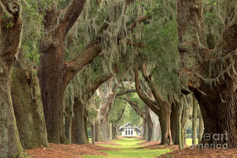 Retreat Avenue Of The Oaks Photograph by Adam Jewell