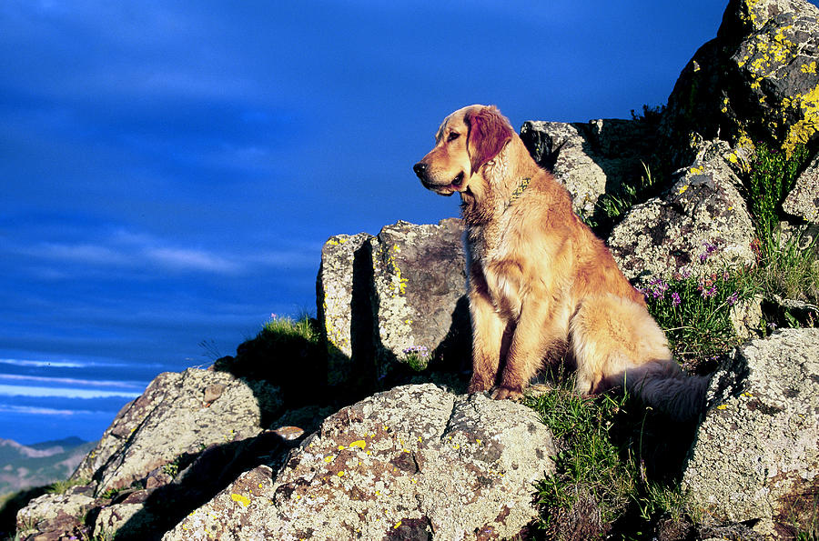 Retriever Basking In The Sun Photograph by James Steinberg