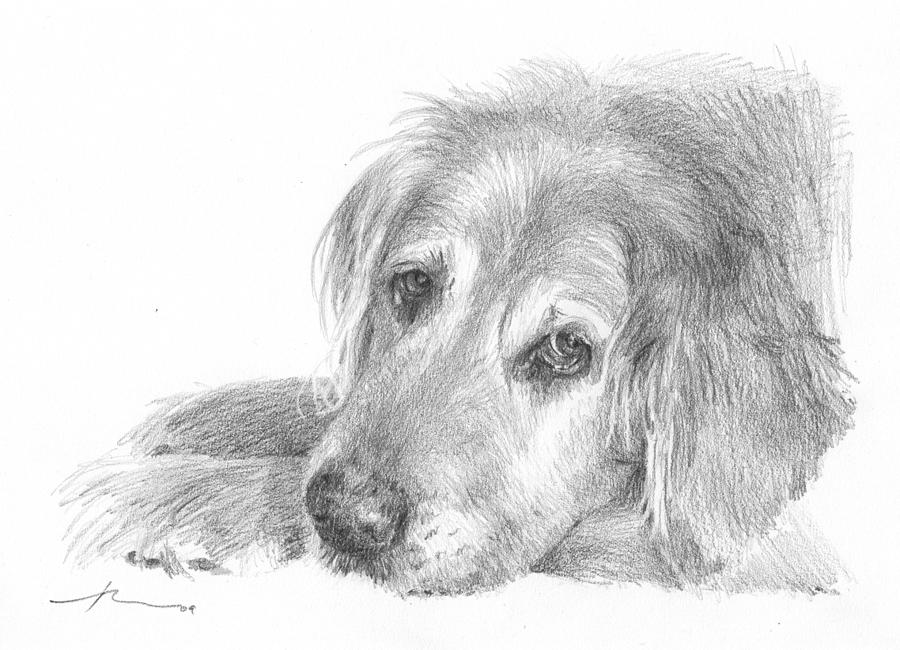 Retriever Dog Pencil Portrait Drawing by Mike Theuer