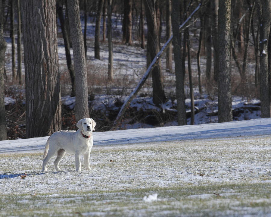 Retriever in Winter Photograph by Coby Cooper