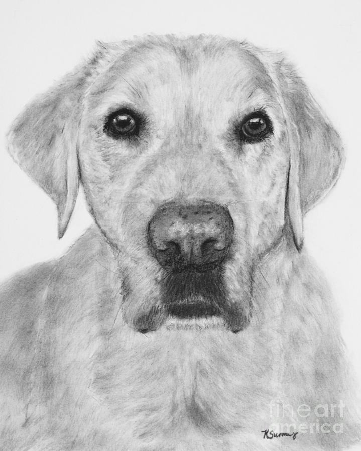 Retriever Lab Drawing Drawing by Kate Sumners - Fine Art America