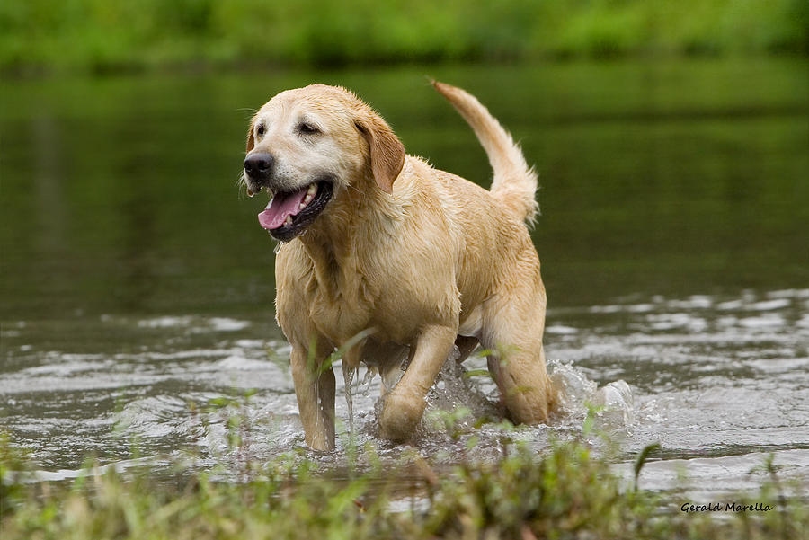 Dog Photograph - Retriever Walking Out Of Water by Gerald Marella