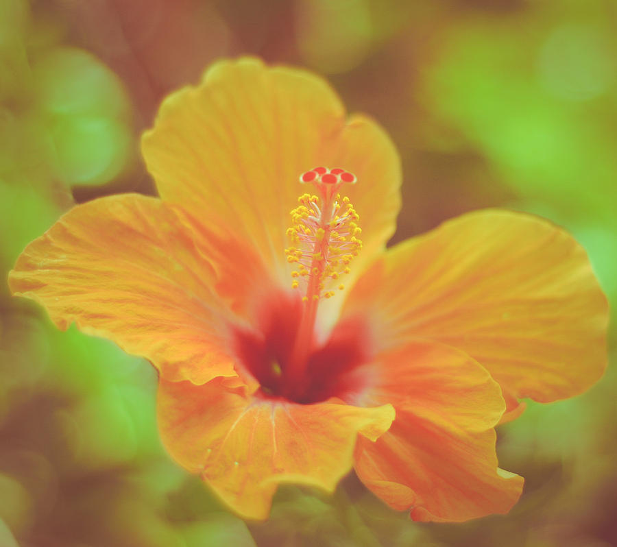 Flower Photograph - Retro Hawaiian Hibiscus by Mr Doomits