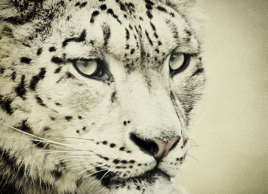 Retro Snow Leopard Photograph by Chris Boulton