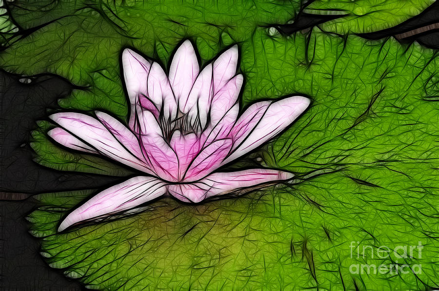 Retro Water Lilly Photograph by Bob Christopher